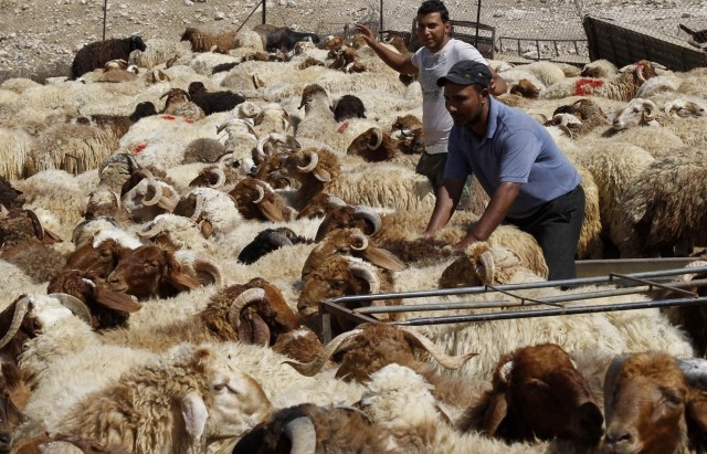 بقلم مرشد السماوي: لماذا لا ننسج على منوال الجزائر أو ننسق معها لاستيراد الخرفان من اسبانيا ورومانيا بسعر مائة أورو للرأس الواحد؟