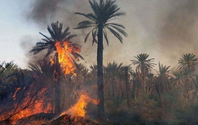 اندلاع حريق بإحدى واحات حامة الجريد بولاية توزر