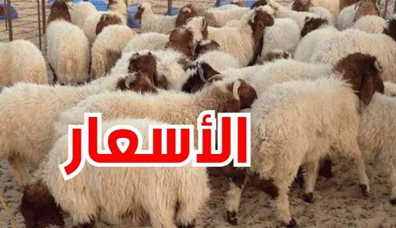 إتحاد الفلاحة: أقلها 700 دينار..هذه أسعار أضاحي العيد لهذه السنة (تصريح)