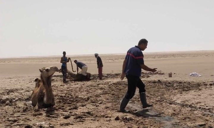 توزر: انقاذ قطيع إبل علق بالوحل