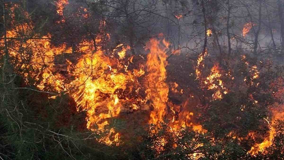 نابل : السيطرة على حريق اندلع بجبل سيدي عبد الرحمان‎