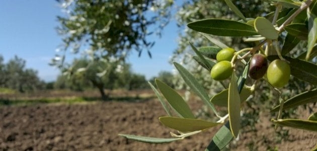 وزارة الفلاحة توافق على توظيف ضيعة “فائزة” بسبيطلة لفائدة الفلاحين الشبان