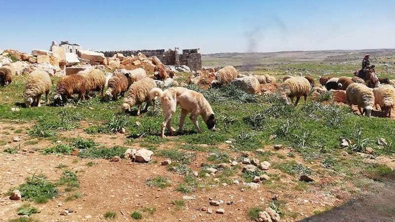 ليبيا: نفوق مئات الأغنام بسبب مرض الحمّى القلاعية