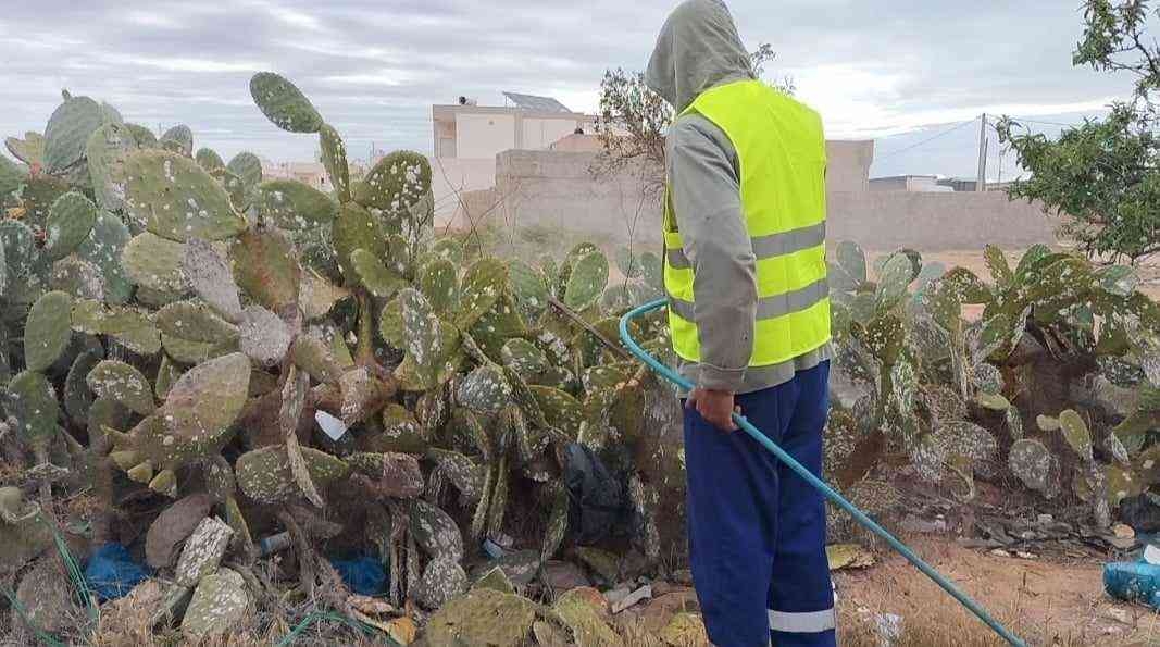 صفاقس: تدخلات عاجلة للقضاء على الحشرة القرمزية