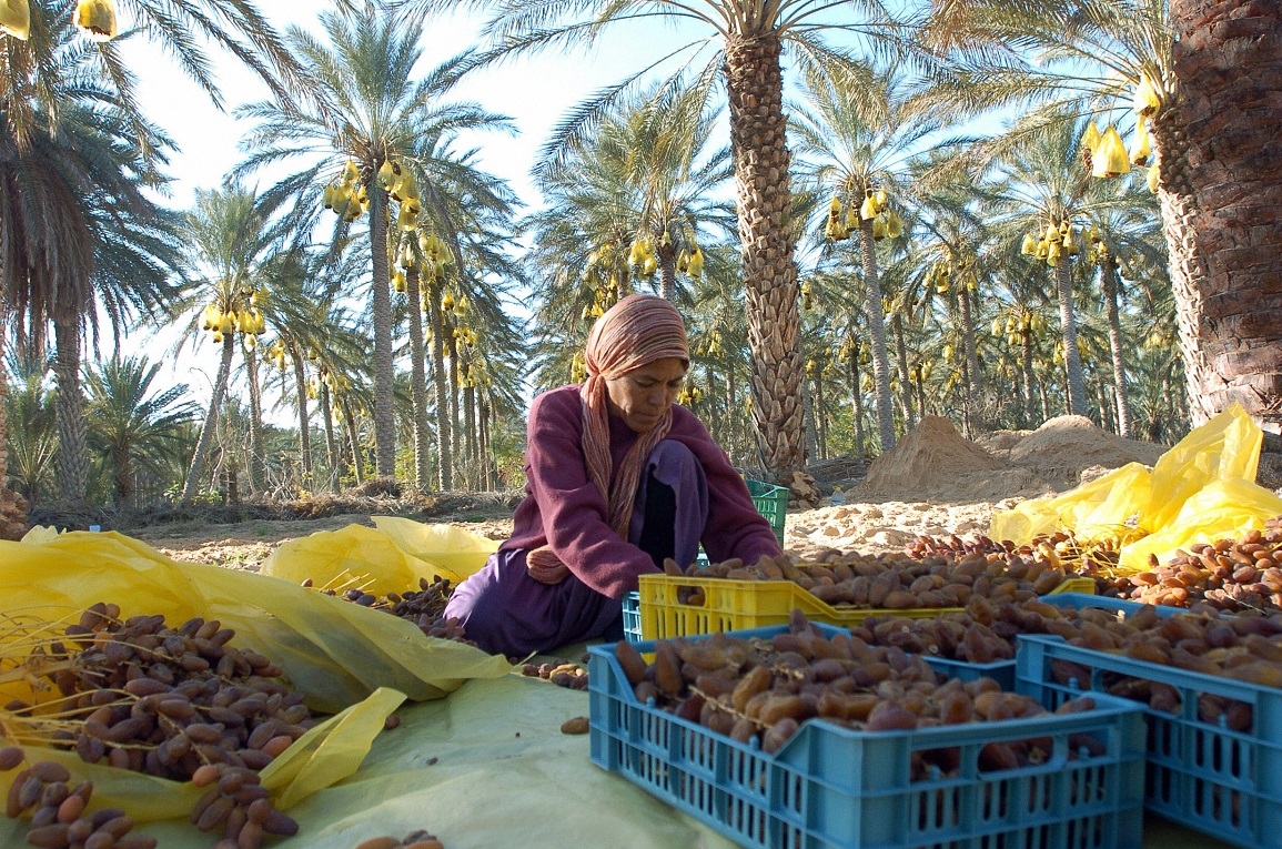 تسجيل ارتفاع في مداخيل تصدير التمور التونسية بنسبة 21.2 بالمائة