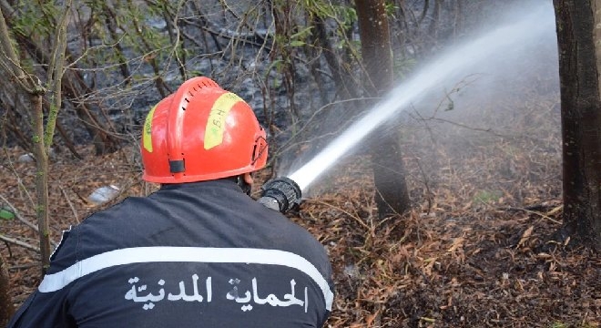 باجة: السّيطرة على حريق أتى على 5 هكتارات من الغطاء الغابي بمنطقة جبل الدّيس بنفزة