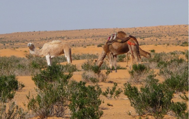 وزير البيئة يبحث ومدير مركز “اكساد” تعزيز التعاون في مجالات الأحزمة الخضراء ومقاومة التصحر