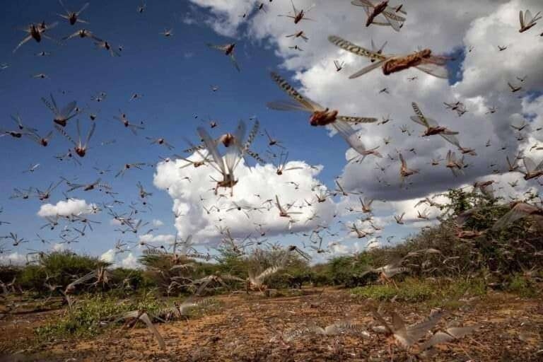 الجراد الأفريقي يجتاح مناطق من ليبيا ويتسبب في أضرار كبيرة