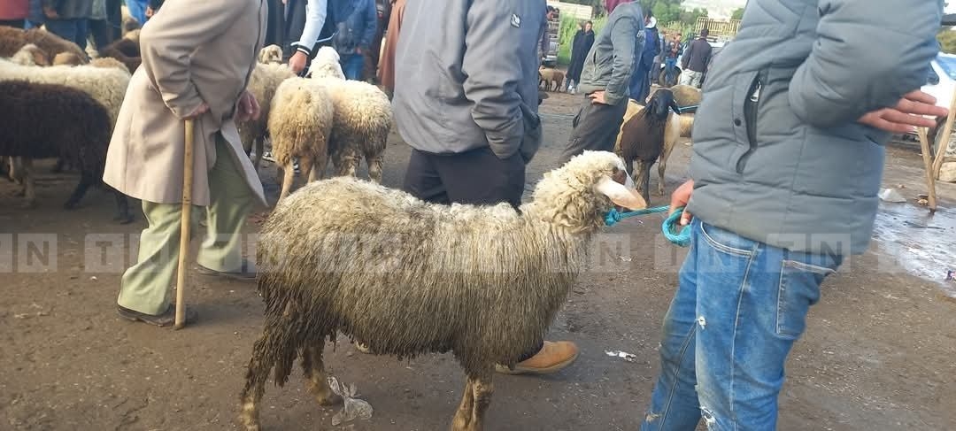 باجة : إرتفاع أسعار الخرفان اليوم بسوق الدواب [صور]