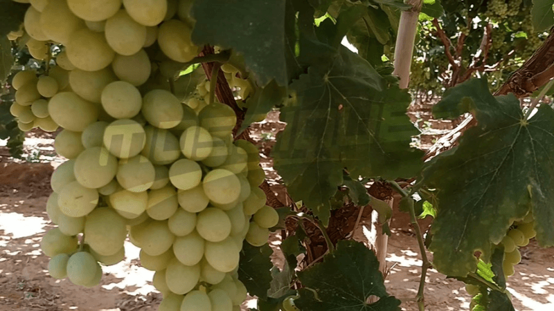 الرقاب: مساحات العنب البدري في تراجع ملحوظ رغم الجودة