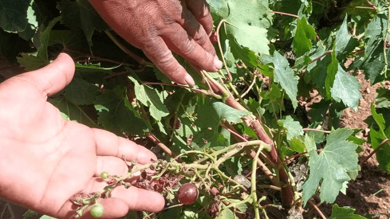 بوعرقوب : بسبب الخنازير منتجو عنب التحويل يطالبون برخص صيد بري