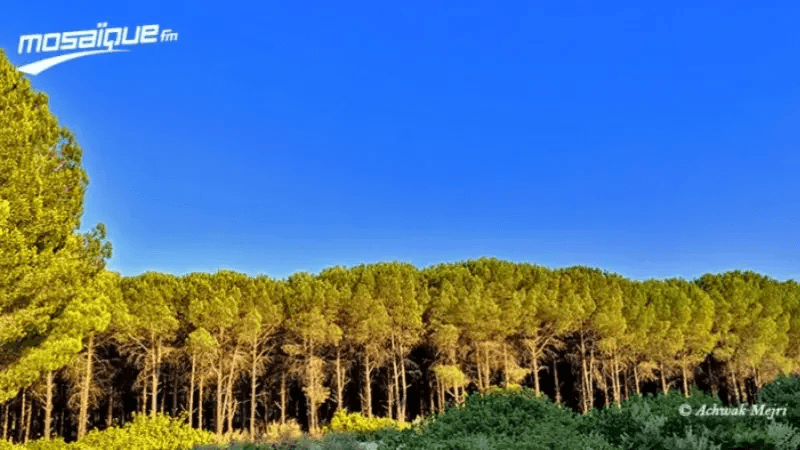 Feux de forêts: La lutte passe par le privilège des arbres indigènes ?