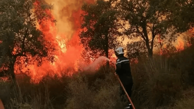 Incendies à la frontière algéro-tunisienne