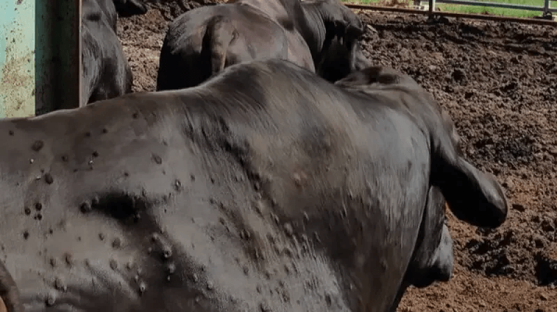 Premier cas de dermatose nodulaire contagieuse bovine