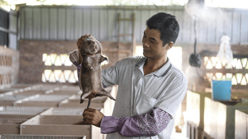 Des virus détectés dans des élevages d'animaux en Chine...