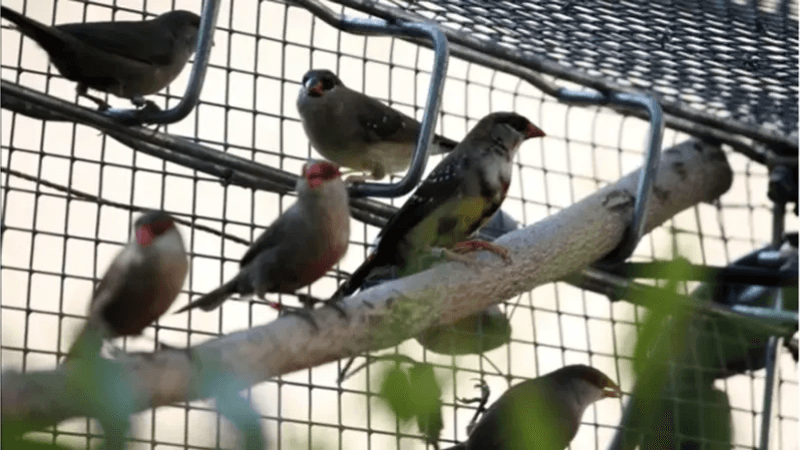 Quatre espèces d’oiseaux menacées ďextinction en Tunisie...