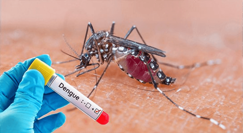 L'OMS lance la lutte mondiale contre la dengue