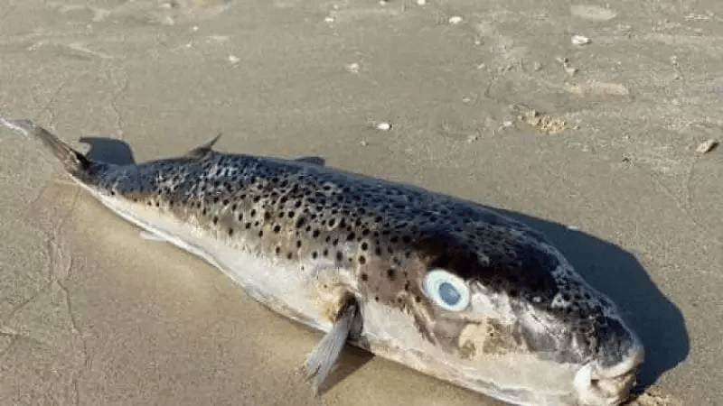 Pêche: Attention aux poissons-lapins... Danger