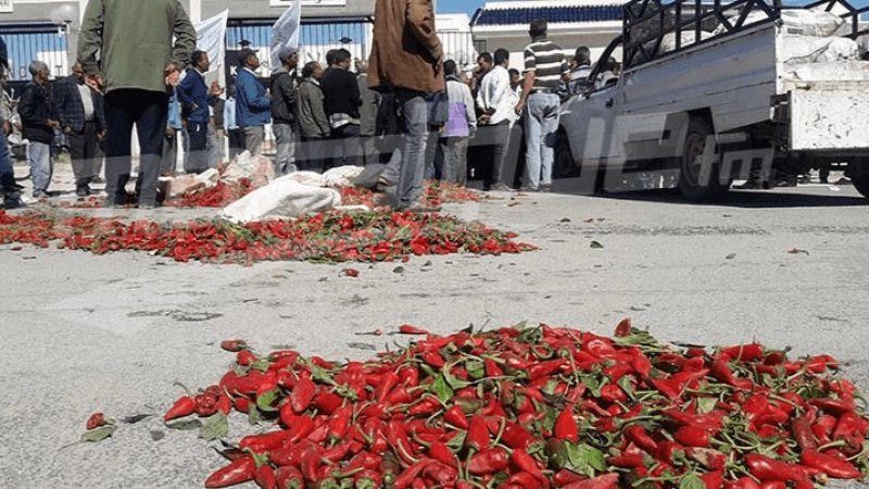 القيروان: انخفاض أسعار الفلفل الأحمر.. والفلاّحون يتكبدون خسائر جسيمة