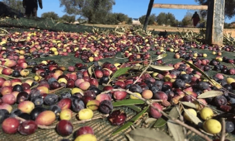 انطلاق موسم جني الزيتون بقفصة