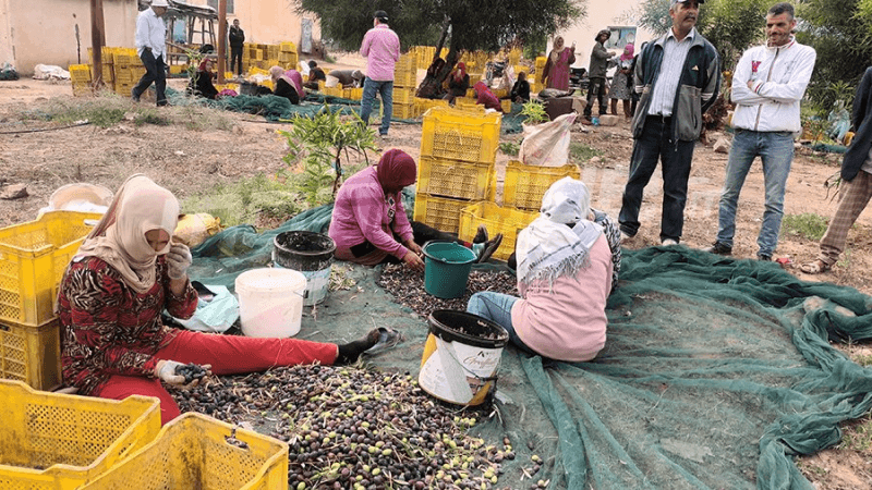 انطلاق موسم جني الزيتون بسيدي بوزيد