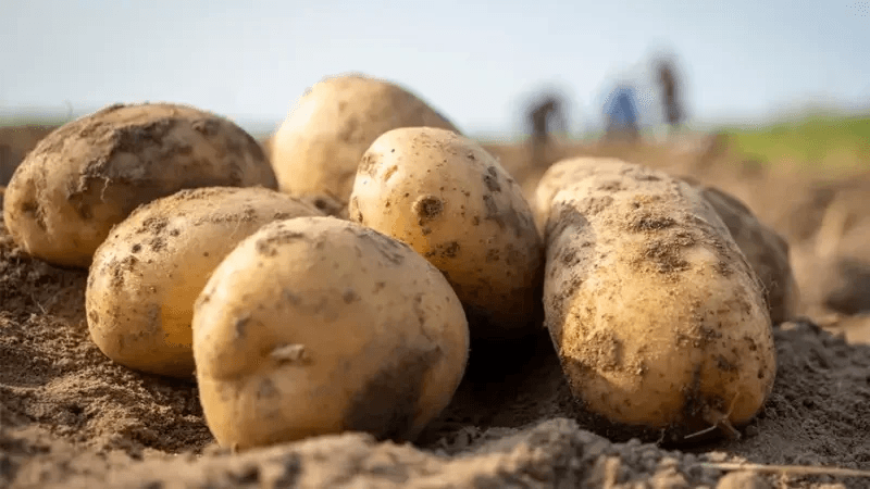 Ministre du Commerce : Le manque de pommes de terre sera temporaire