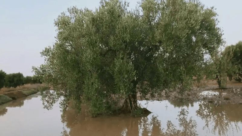 الثلاثاء: أمطار رعديّة ودرجات الحرارة في انخفاض