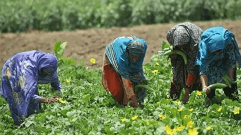 Décret relatif à la protection sociale des agricultrices paru au JORT