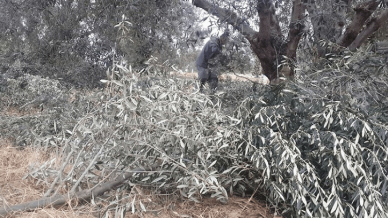 سيدي بورويس: تضرر مساحات كبيرة من أشجار الزياتين جراء تساقط البرَد