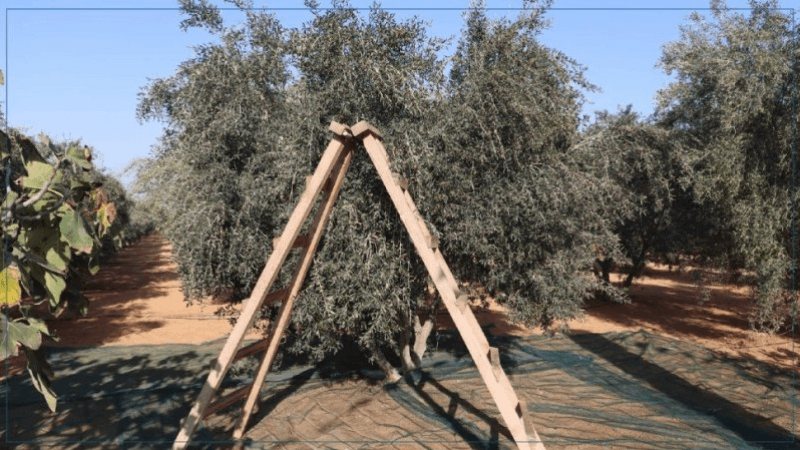 القيروان: عملية جني الزيتون تتوقف..واحتقان في صفوف الفلاحين