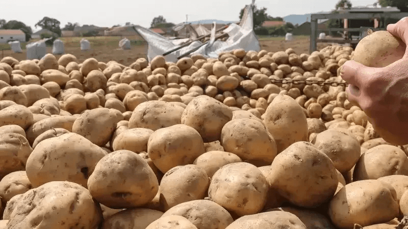 Les pommes de terre contaminées renvoyées en Turquie