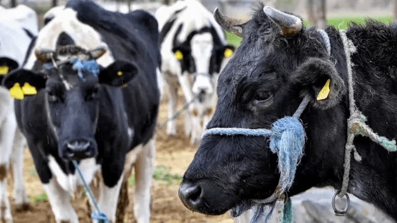 Dermatose nodulaire bovine: 60 foyers dans neuf gouvernorats