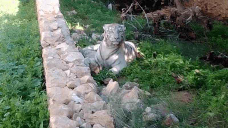 Sfax: Un tigre rare abattu...son propriétaire arrêté