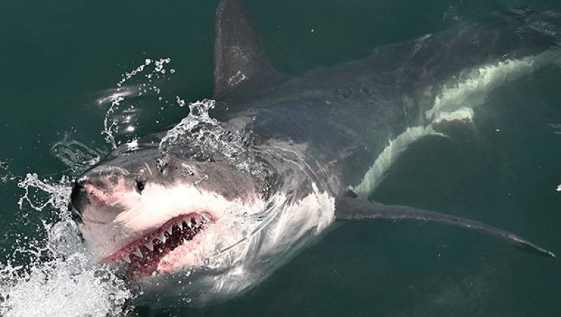 Egypte: Un touriste tué par un requin en mer Rouge