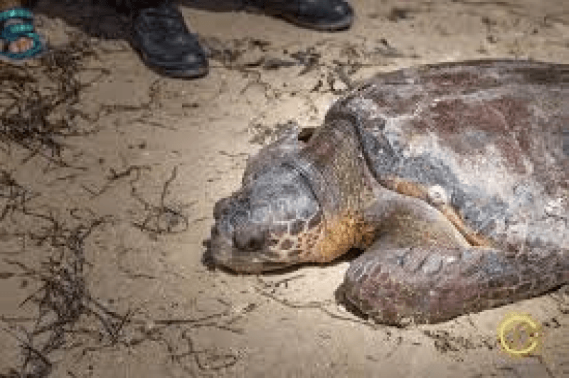 Barge-hôpital au large de Kerkennah :refuge pour les tortues caouannes