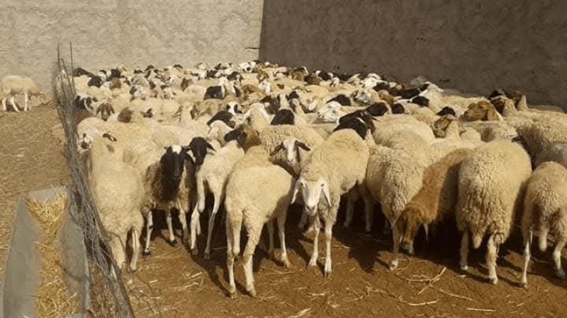 اتحاد الفلاحة بتطاوين: حققنا الاكتفاء الذاتي من الأضاحي..و هذه أسعارها