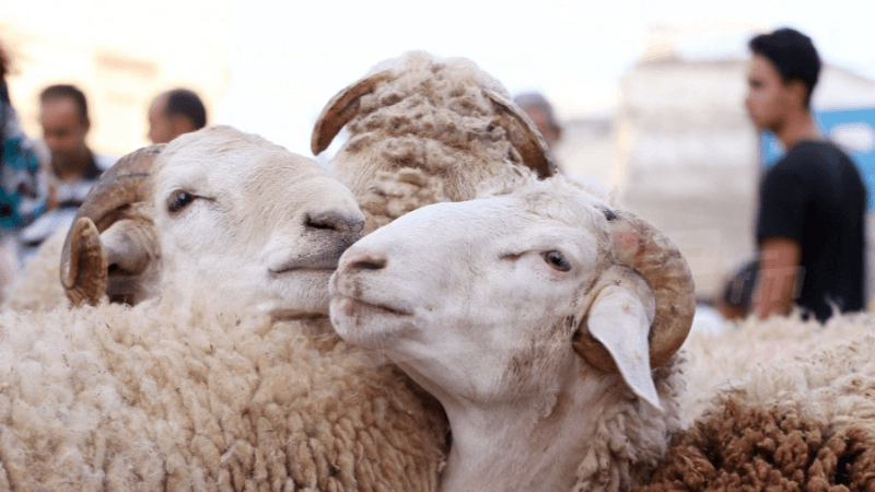 Gafsa : le prix des moutons de l’Aïd entre 800 et 1600 dinars