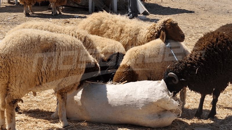 الاتفاق مبدئيا على اعتماد 21.900 سعر الكلغ من أضاحي العيد