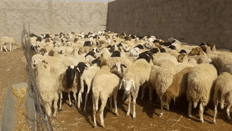 فلاحو تطاوين يرفضون تسعيرة بيع الأضحية بالميزان