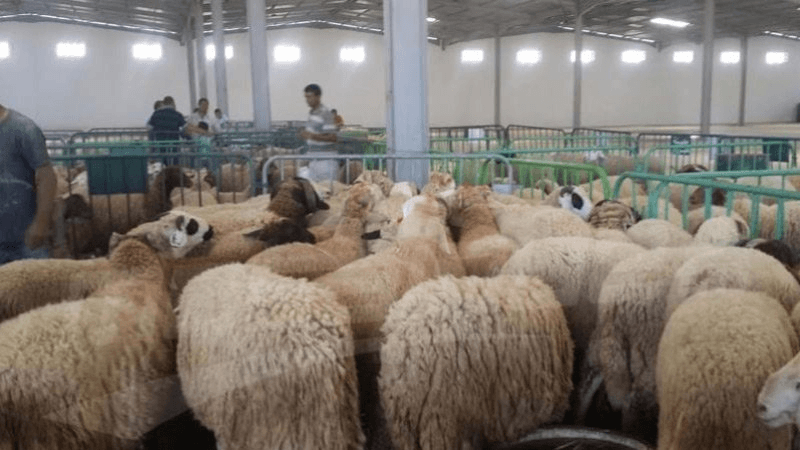 Moutons: Le ministère du commerce appelle à la vente réglementée
