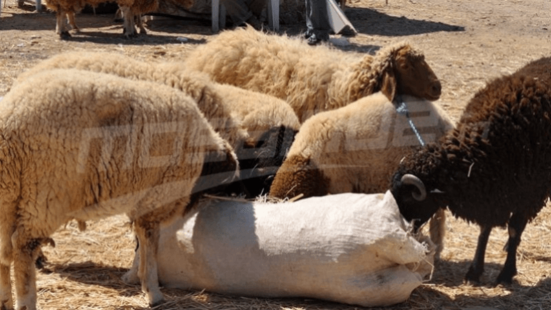 بينها تخصيص 20 نقطة لتجميع الجلود.. بلدية سليانة تستعد لعيد الأضحى