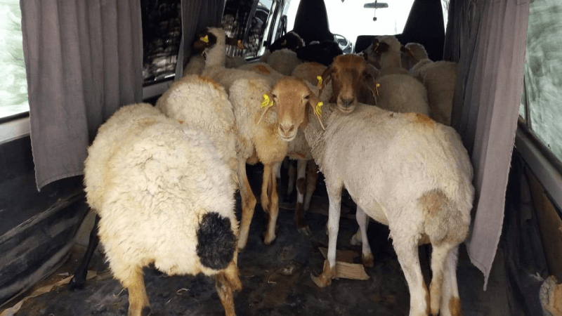 عيد الأضحى: حجز أغنام بقيمة تناهز 500 ألف دينار بغرض المضاربة
