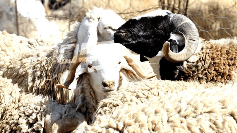 التونسي والأضحية: لا فرق بين سعر العلوش في النقاط المنظّمة وغيرها