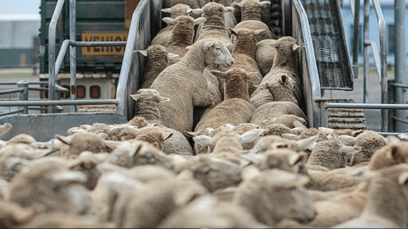 La viande de mouton roumain à prix réduit...