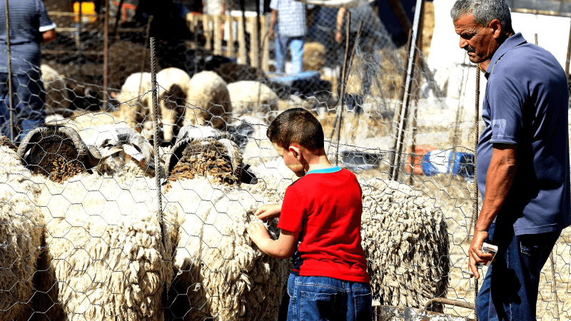 Aïd al-Adha : Les recommandations du ministère de l’Agriculture