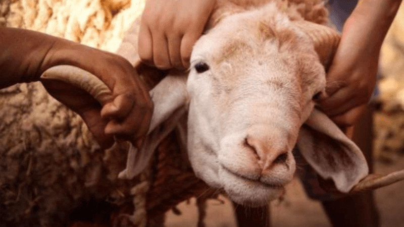 أضاحي العيد: الذبح ممنوع داخل الشقق وفوق أسطح العمارات