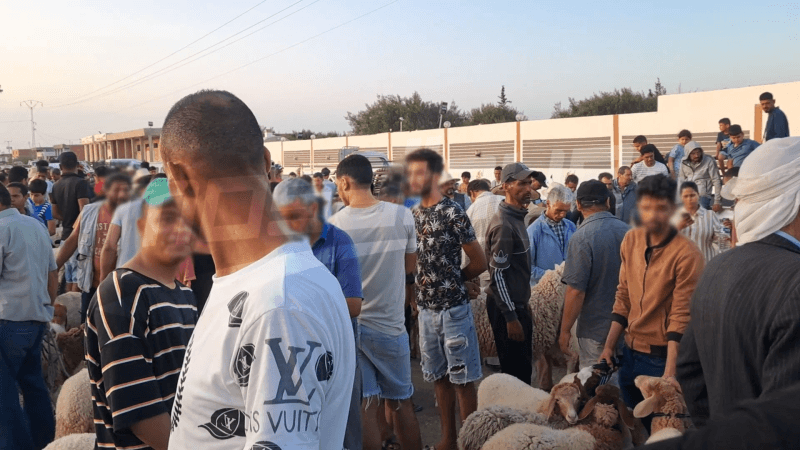 القيروان: ارتفاع أسعار الأضاحي وتوافد كثيف للمواطنين يعطّل حركة المرور