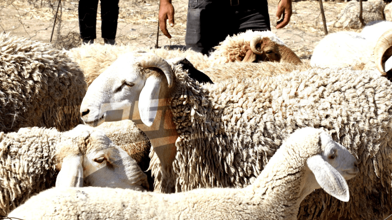 أهالي غمراسن يقتنون 31 أضحية ويوزعونها على العائلات المعوزة