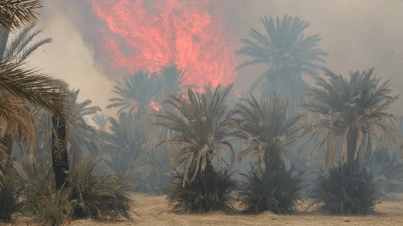 توزر: اندلاع حريق بالواحة القديمة