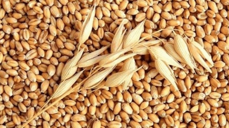 Appel d'offres pour l'achat de 75 mille tonnes de blé tendre